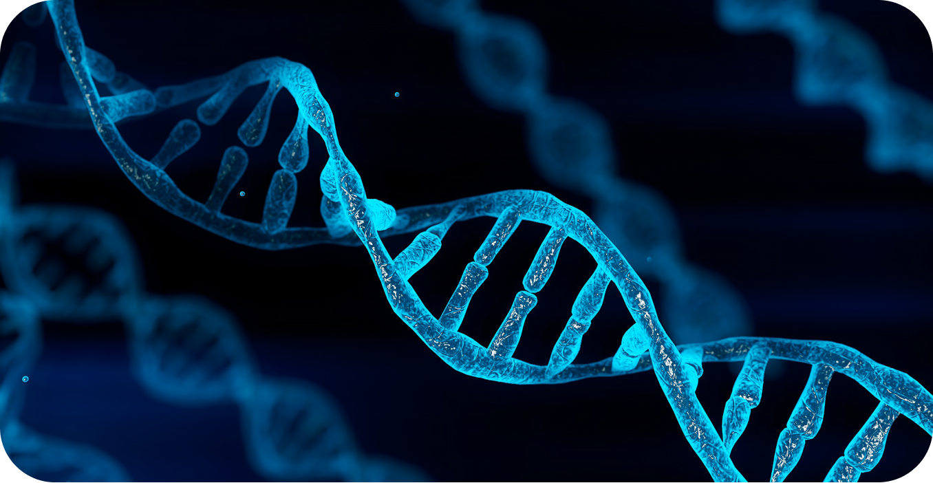 diagram of DNA